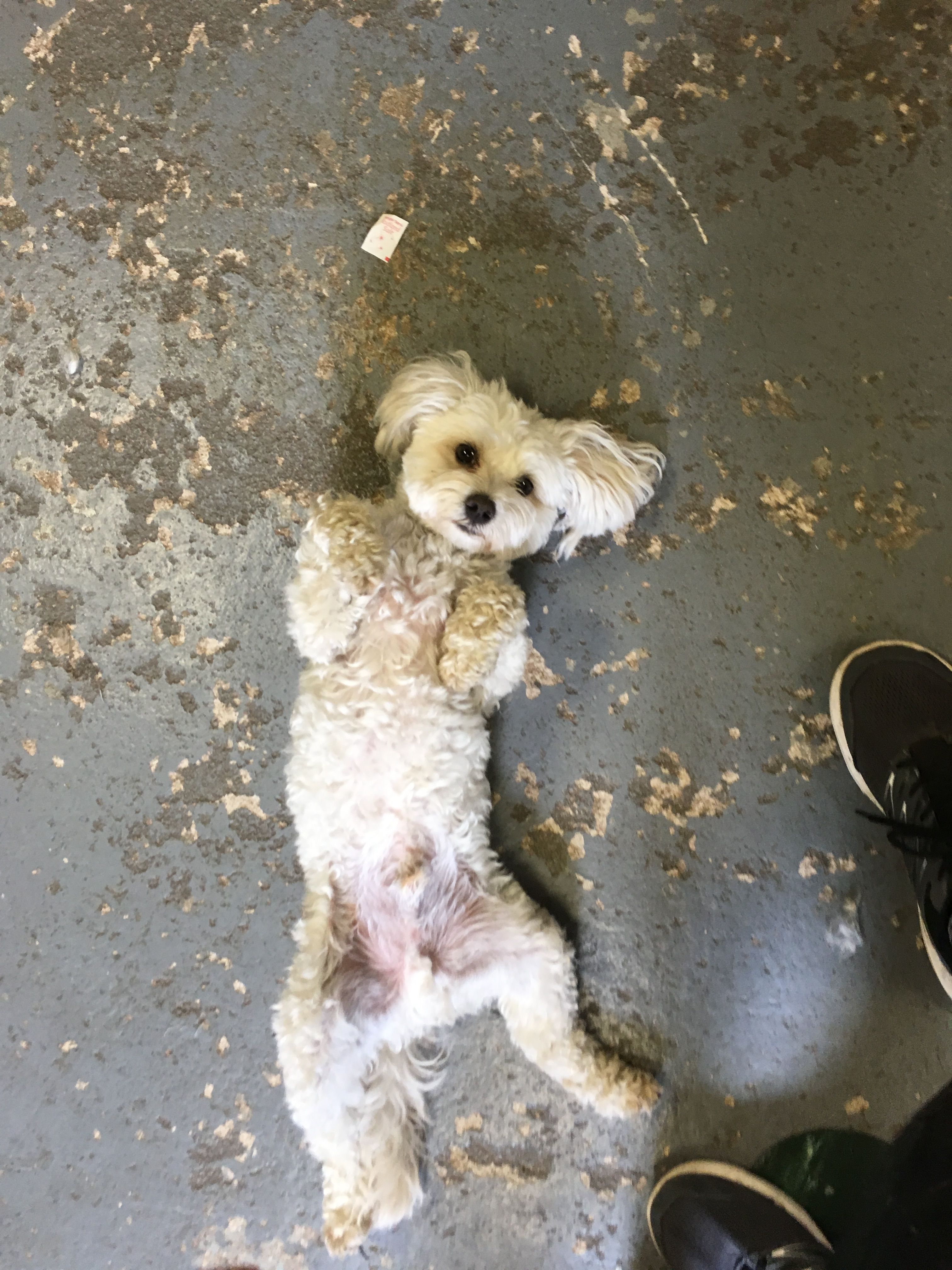 groomer 376.jpg