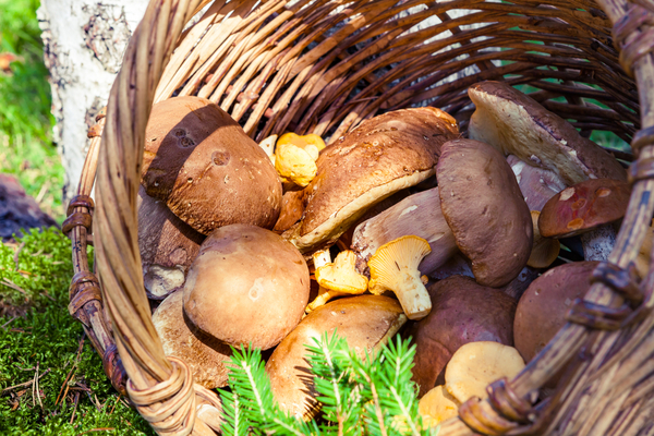 Let's Dehydrate Mushrooms