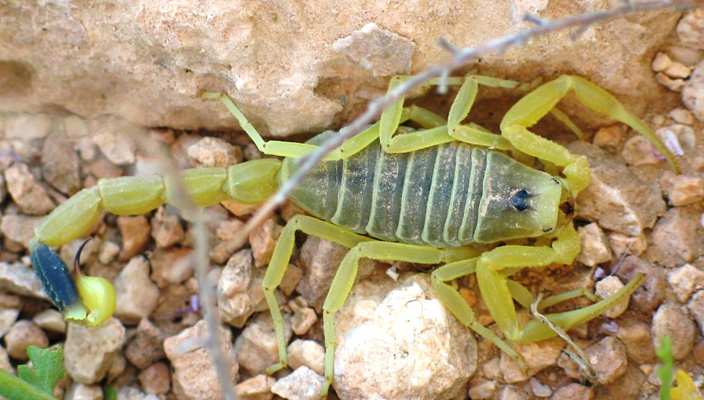 Deathstalker-Scorpion.jpg