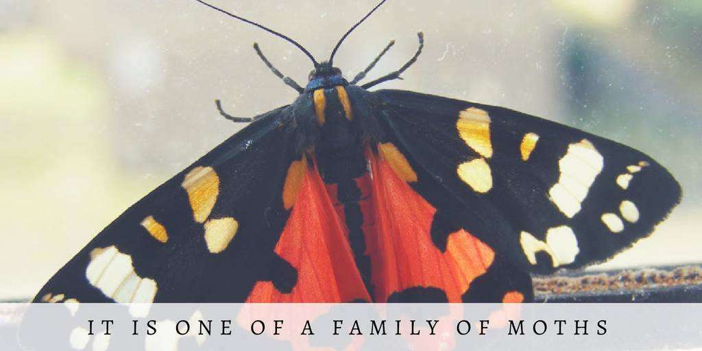 Green and Yellow Photo Quotes Fall Twitter Post (34).png