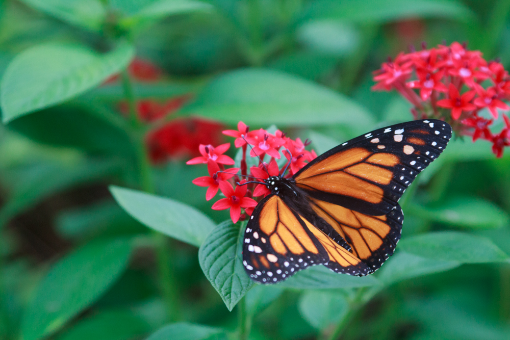 Red flowers with butterflies-5.jpg