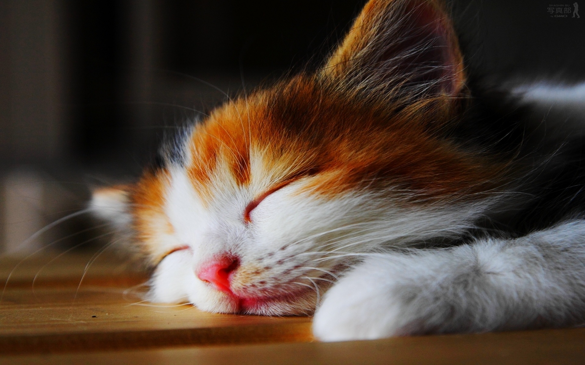 cute-cat-sleeping-wallpapers-background-15399045.jpg