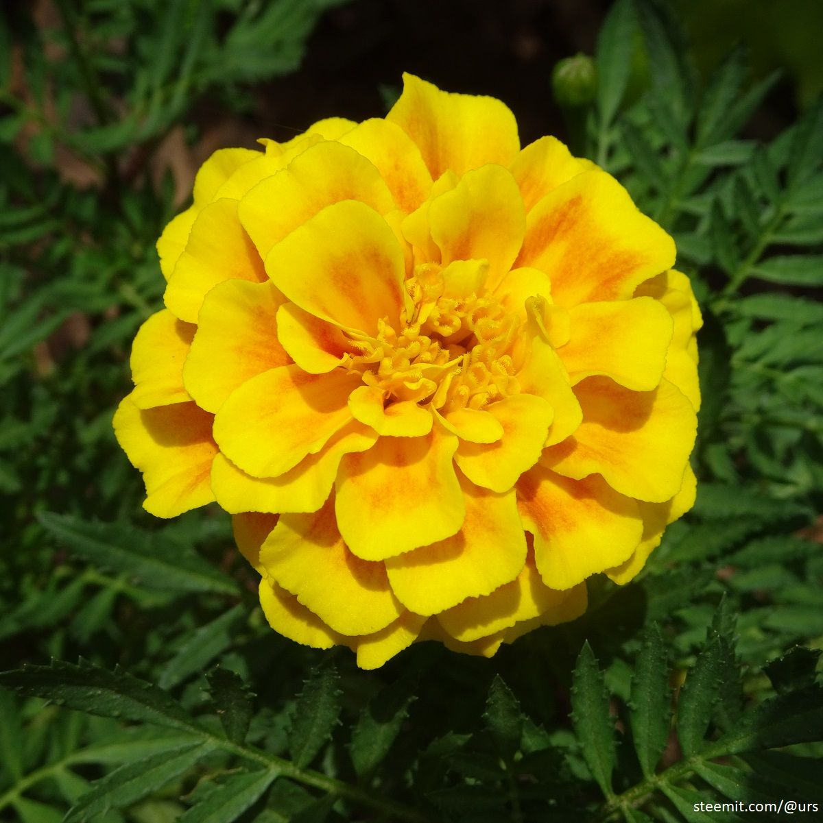 french marigold 1.jpg