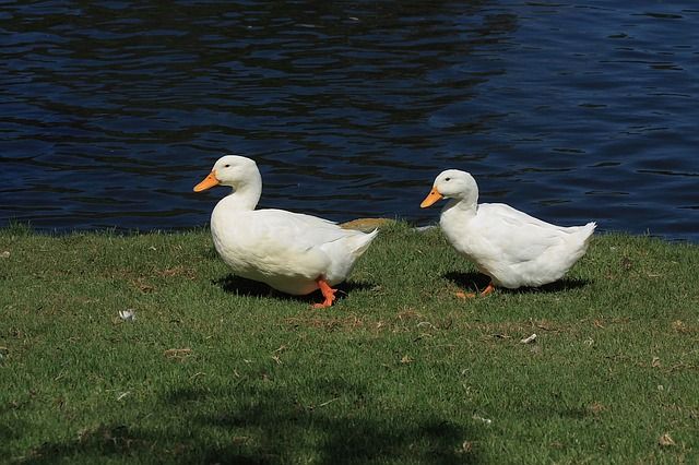 ducks-14585_640.jpg