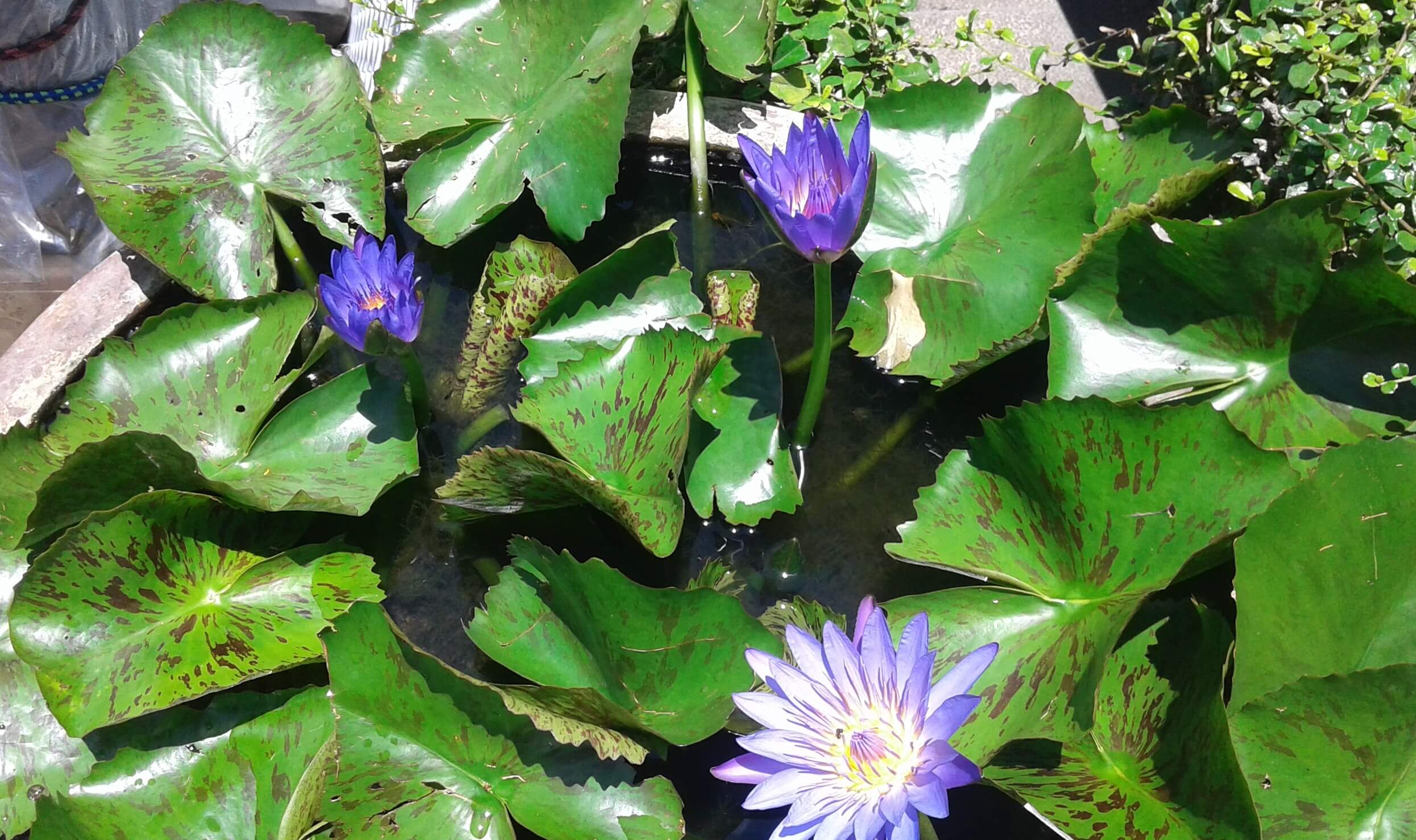 Beutifull water flowers.jpg