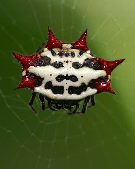 Spiney Orbweaver Spider.jpg