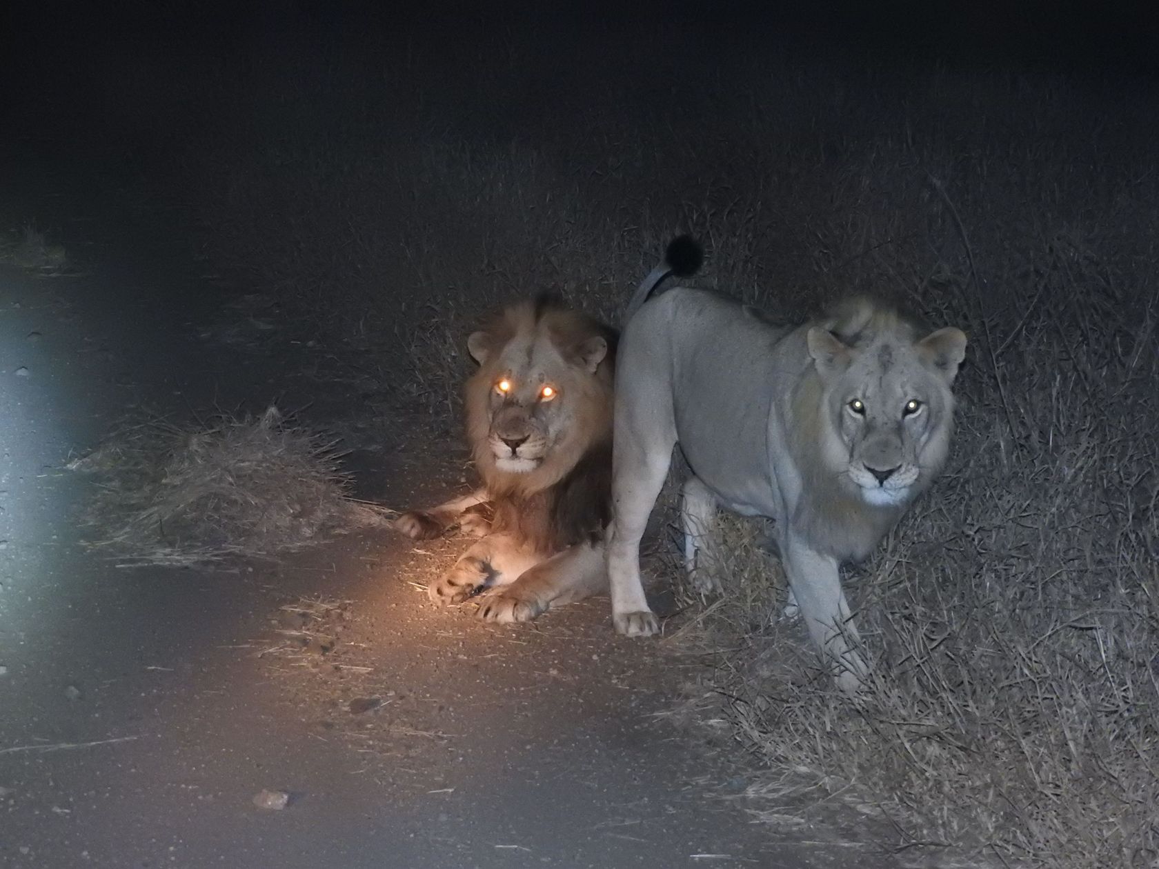 lions.jpg
