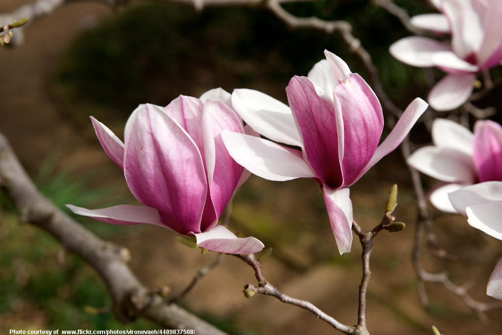 TulipTree-001-032418.jpg