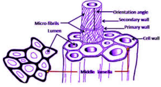 sectional view of cotton.png