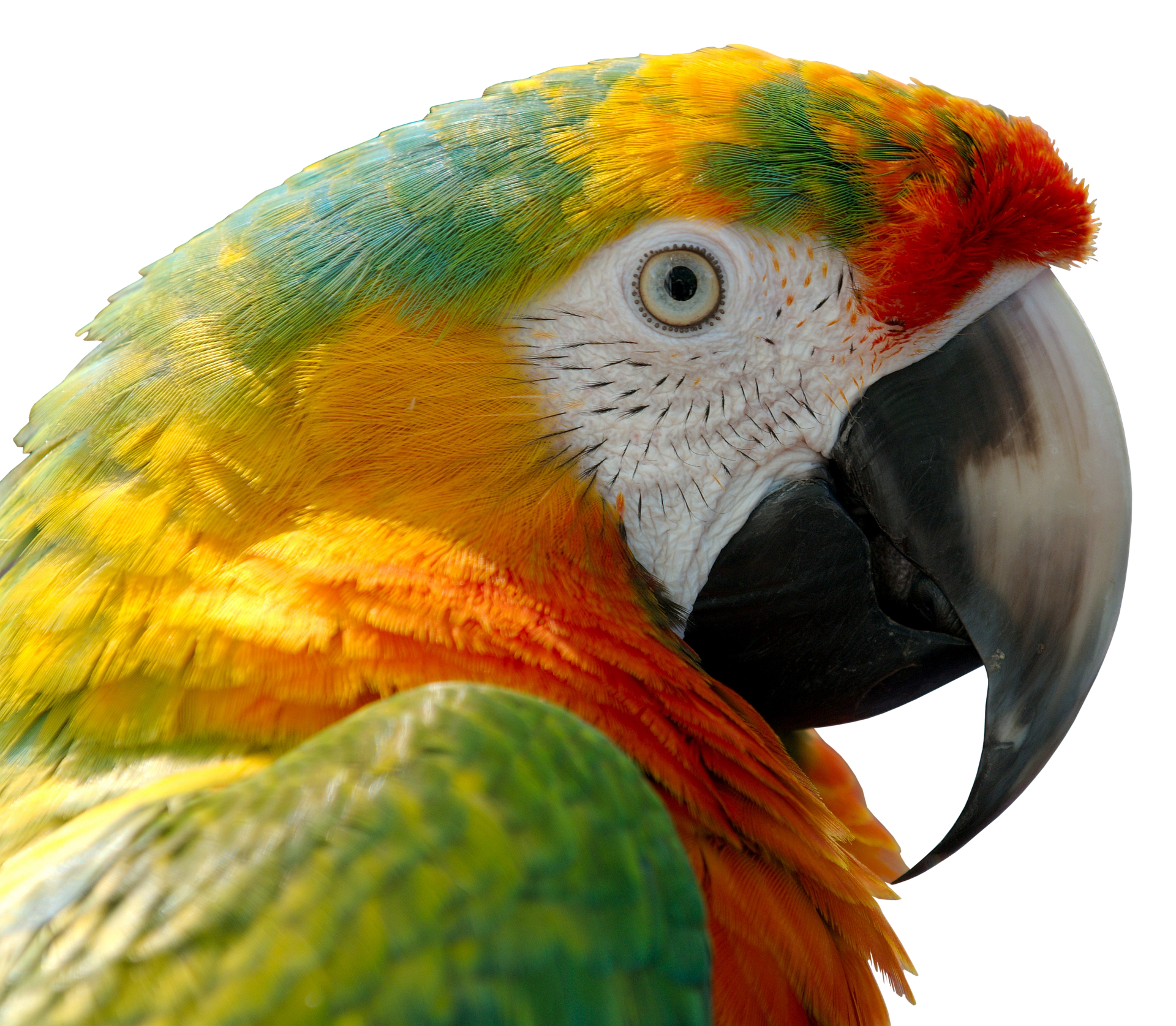 parrot-3064137_1920.png