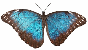 Butterfly Blue Morpho H169r GIF.gif