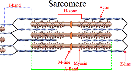 sarcomere.gif