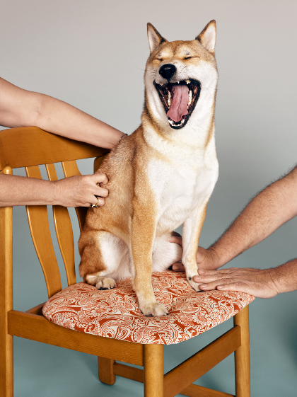 Doge Steem.png