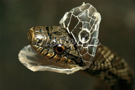 snake-shed-skin-reptile-world-bullshit-bullsharks-snakes-shed-their-simple.jpeg