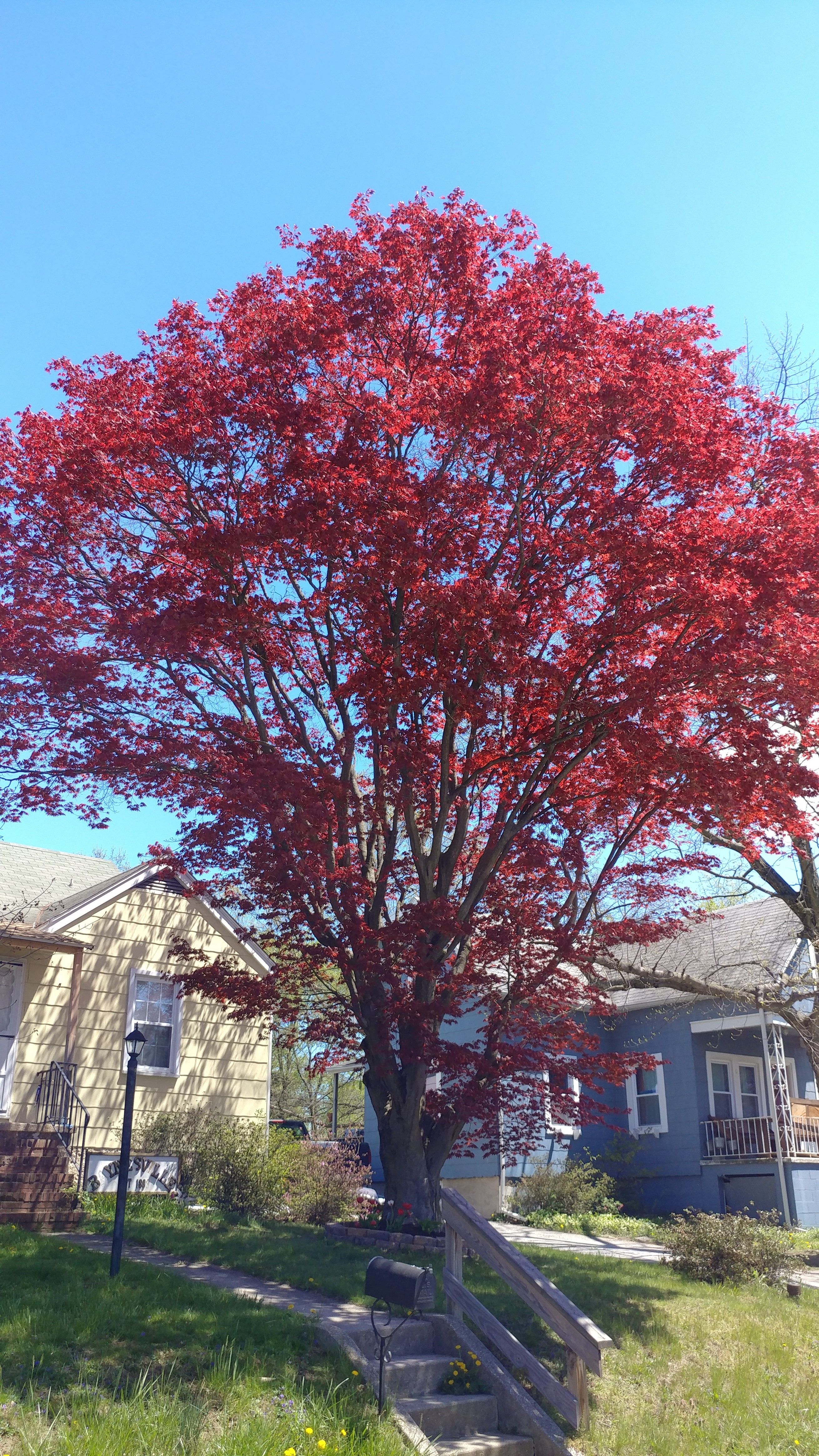 redmaple13.jpg