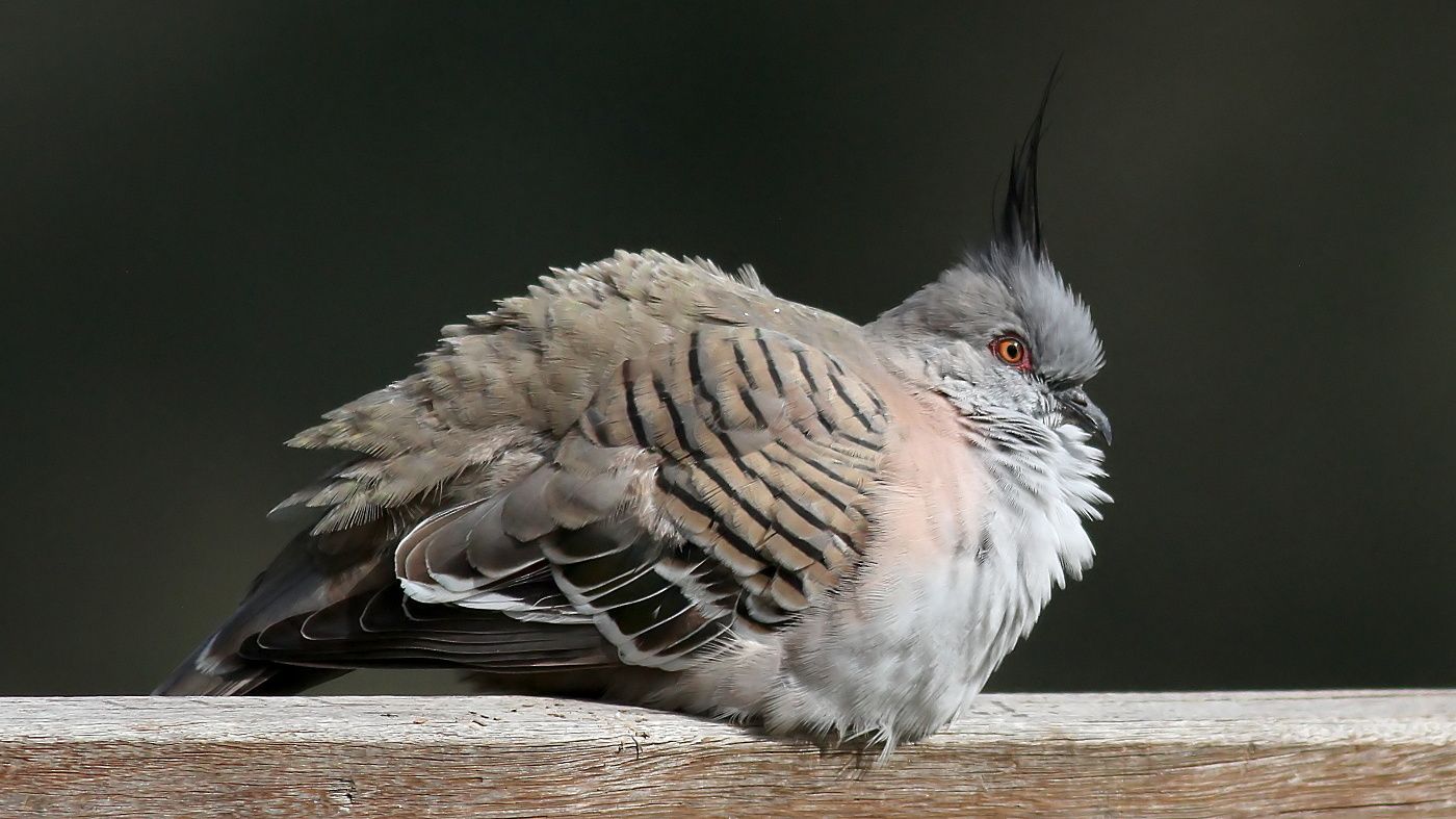 Crested Pigeon Lake King Rutherglen  n4 2017-08-03.jpg