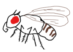 drosophila.png