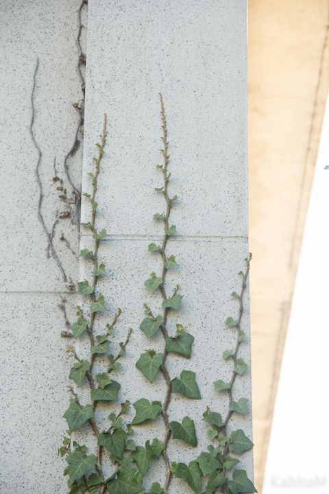 20171008-OaklandPiedmontCemetary10-8-53.jpg