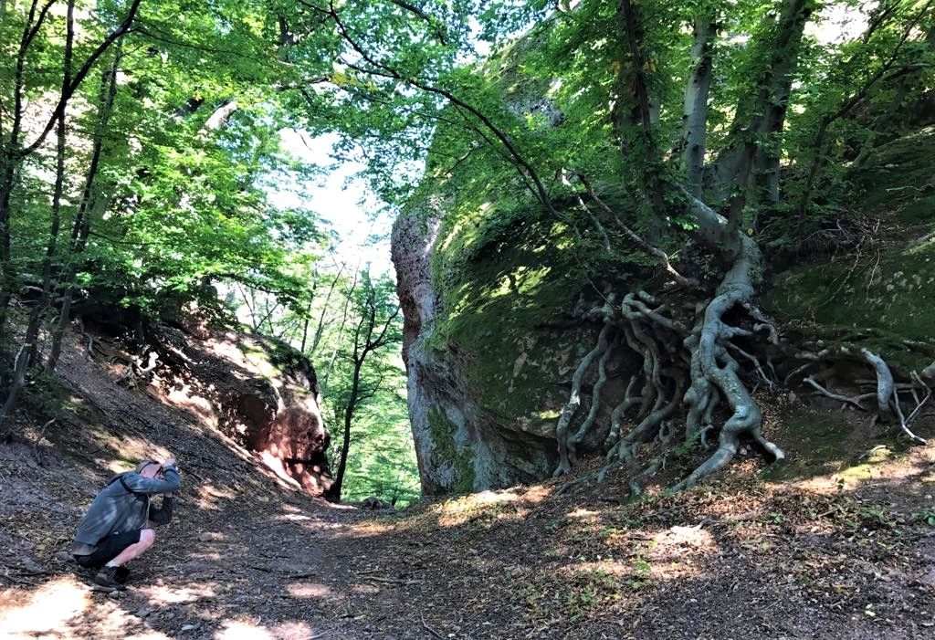 Belogradchik Trees 17.jpg