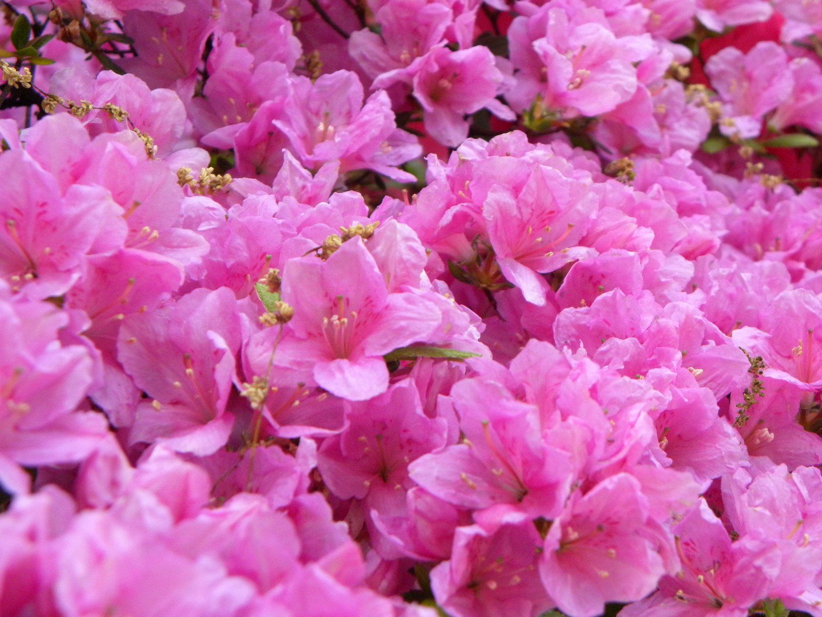 pink-blooms-1636819.jpg