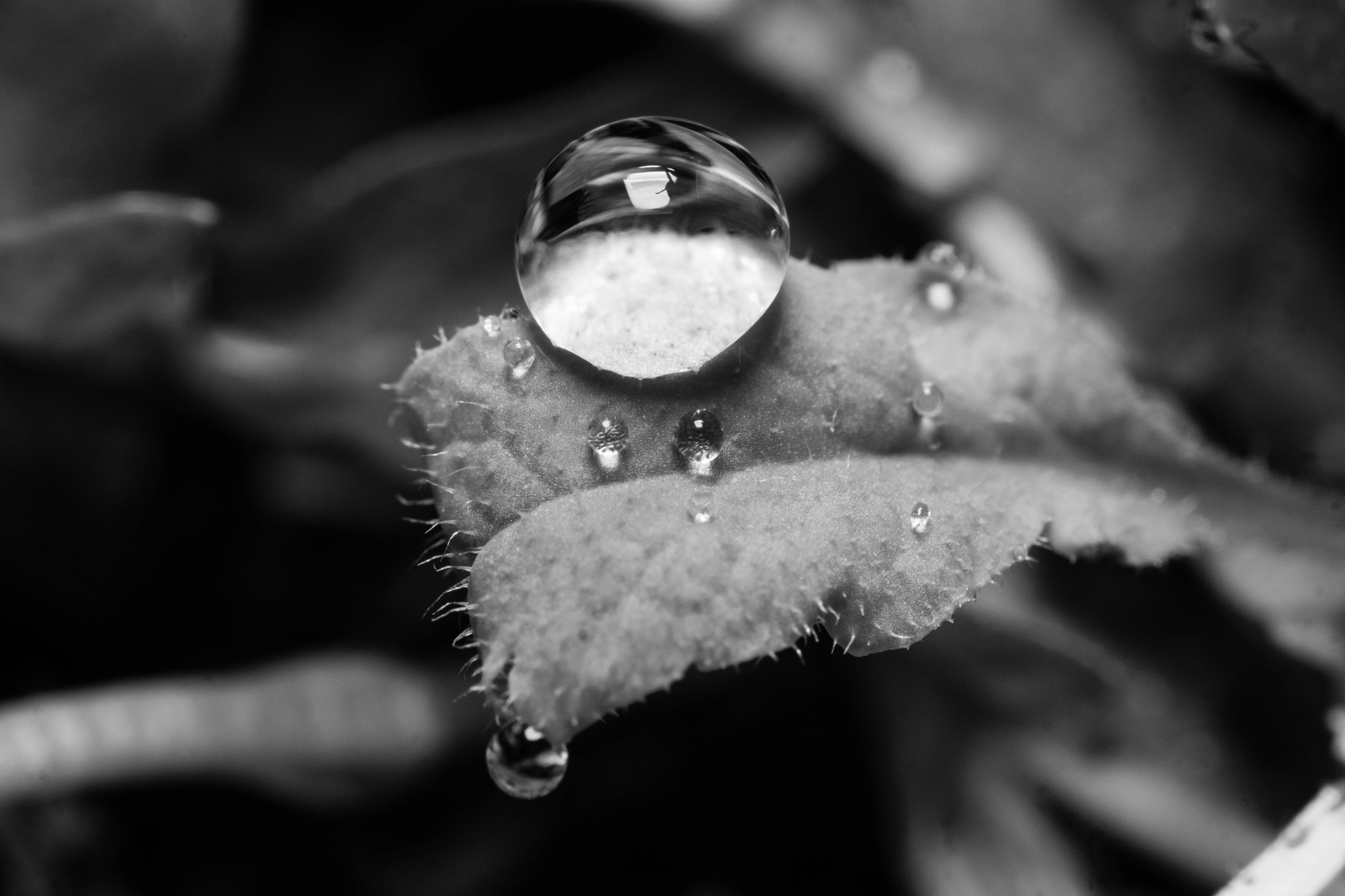 A6000-17-07-2017-04667.jpg