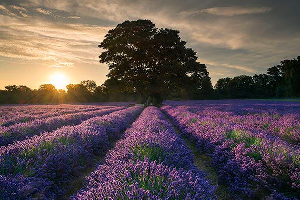 Lavender-Fields-Phil-Hall-12-July-14.jpg