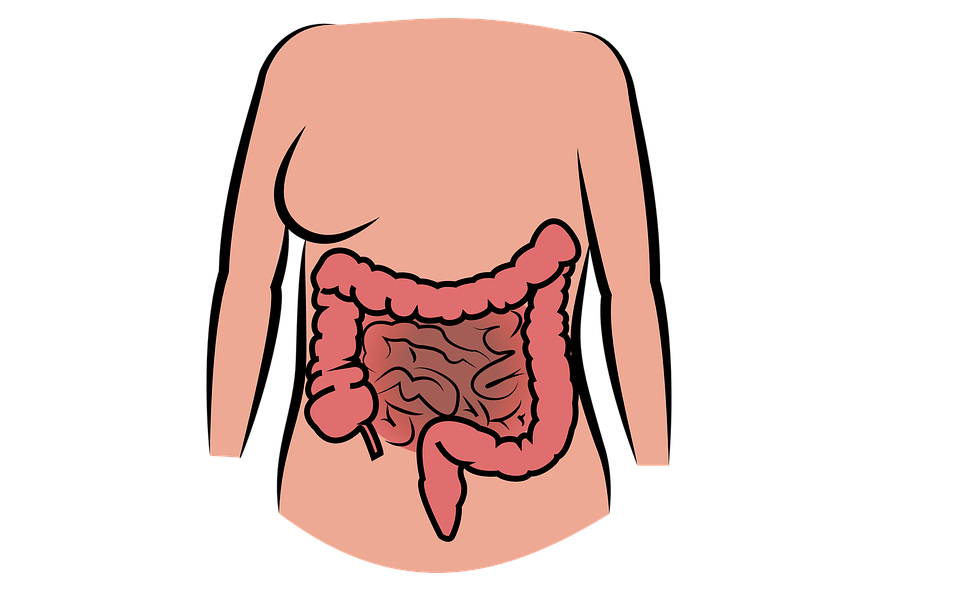 intestine-2970172_960_720.png