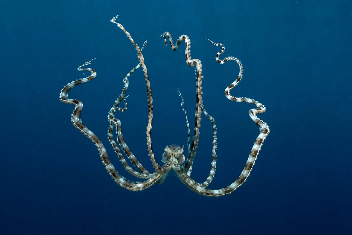 mimic octopus transformation