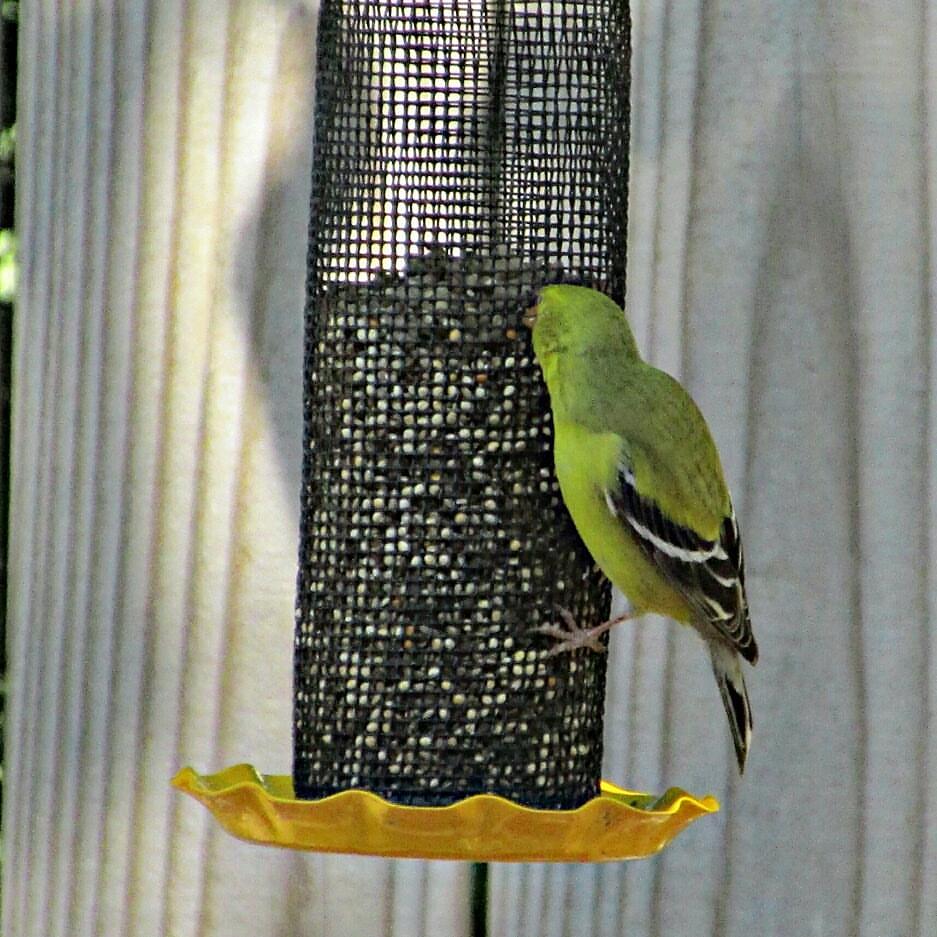 americangoldfinch.jpg