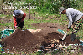 Mencampur tanah dengan pupuk kandang.jpg