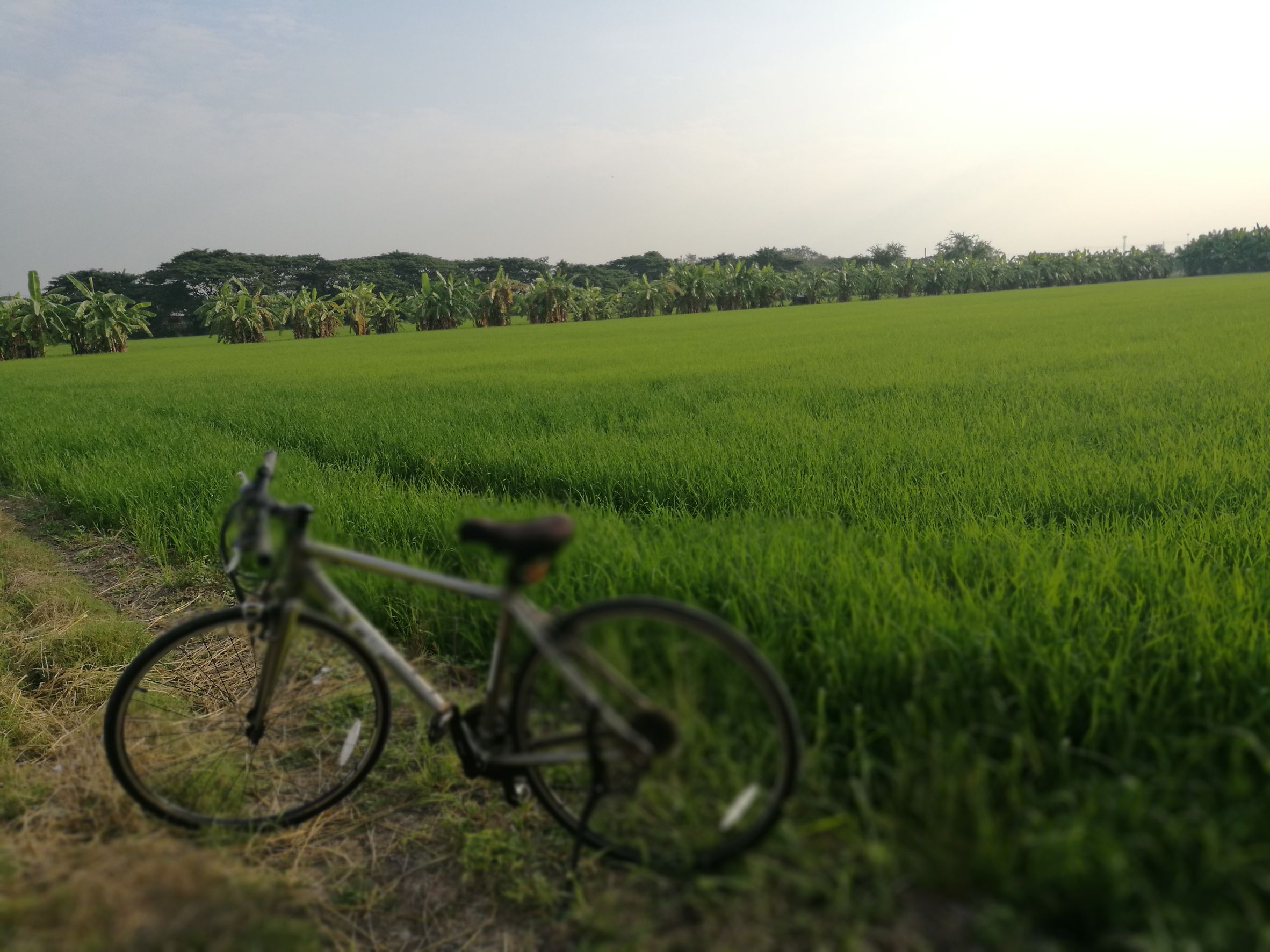 green rice field.jpg