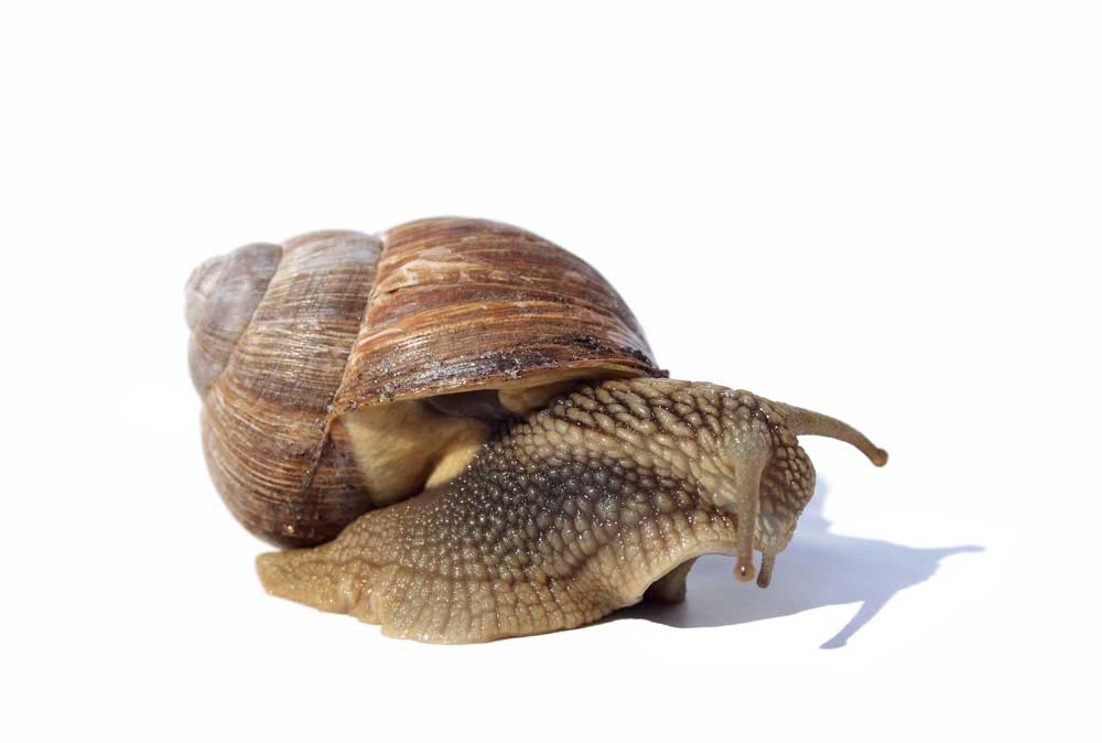 slow snail.jpg