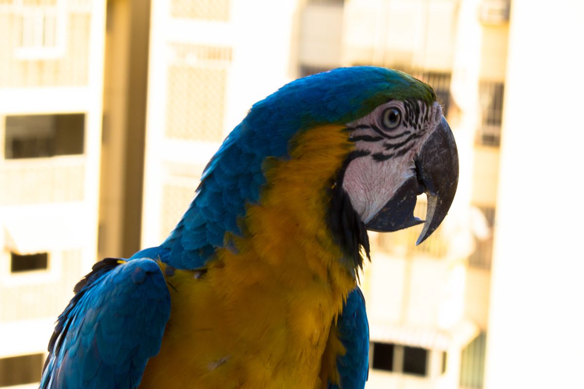 Macaw 1