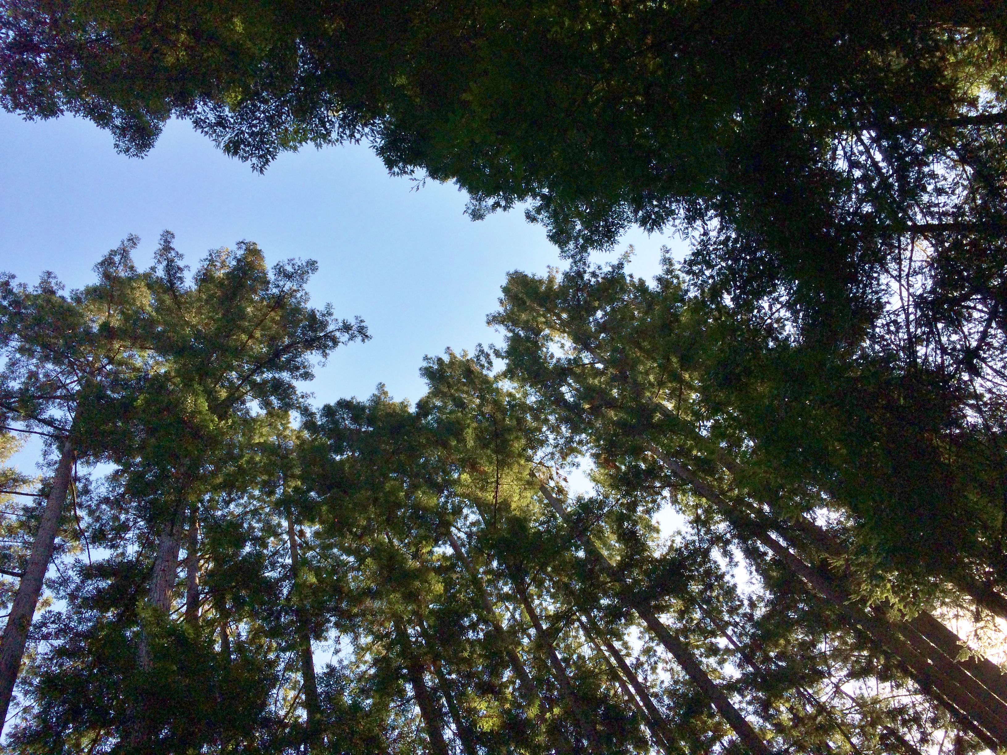 Redwoods.JPG
