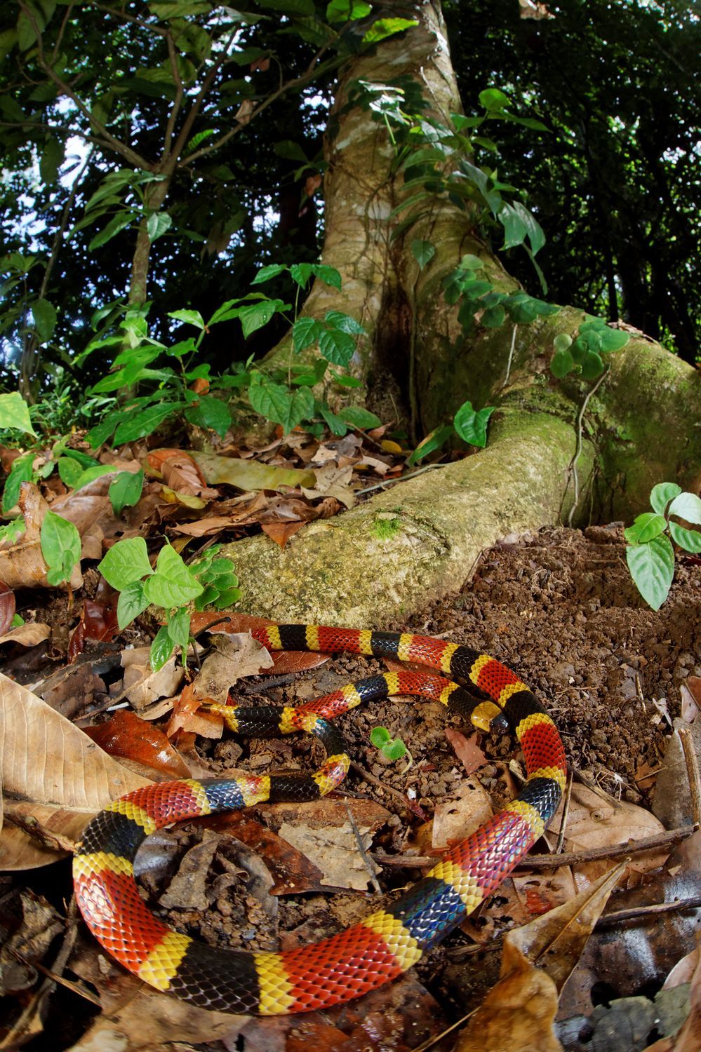 CostaRicaBerroneau-017.jpg