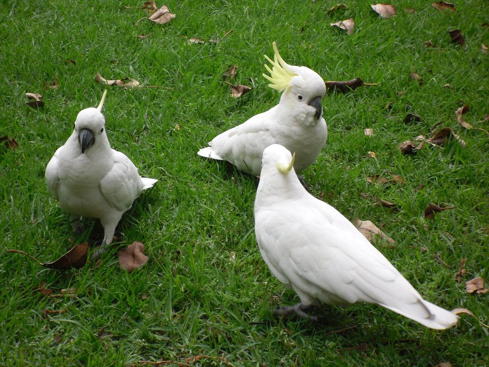 oiseaux-australiens-1.jpg