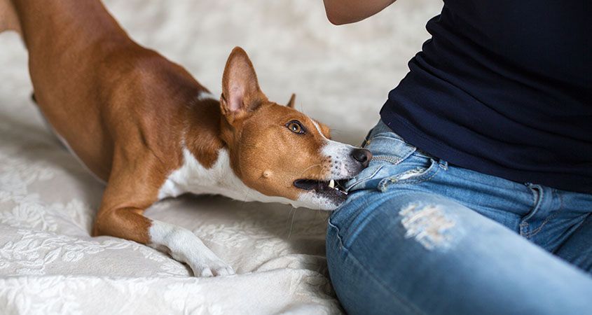 Why dog bites happen and how to stop dog biting.jpg