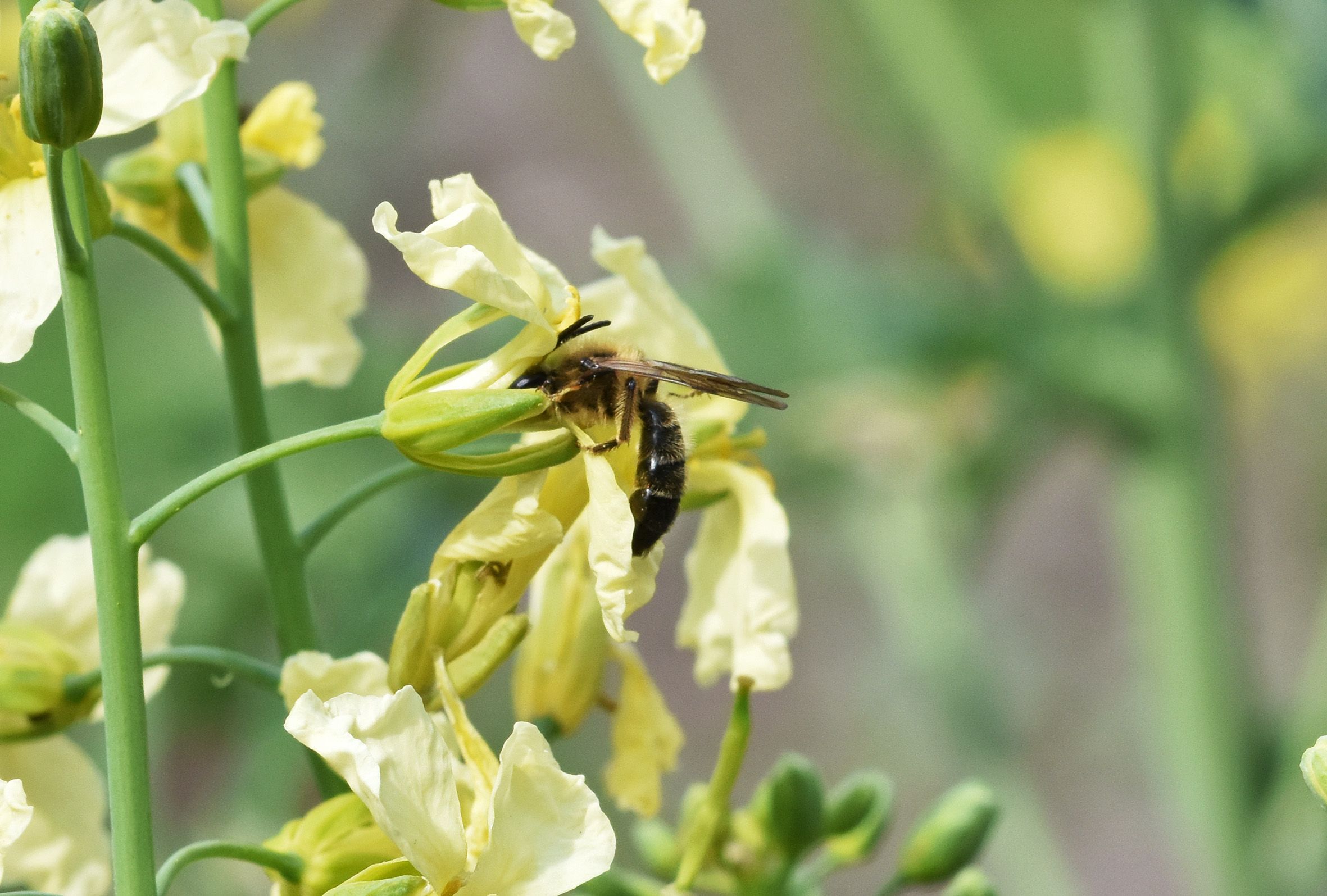 bee yellow flower 1.jpg