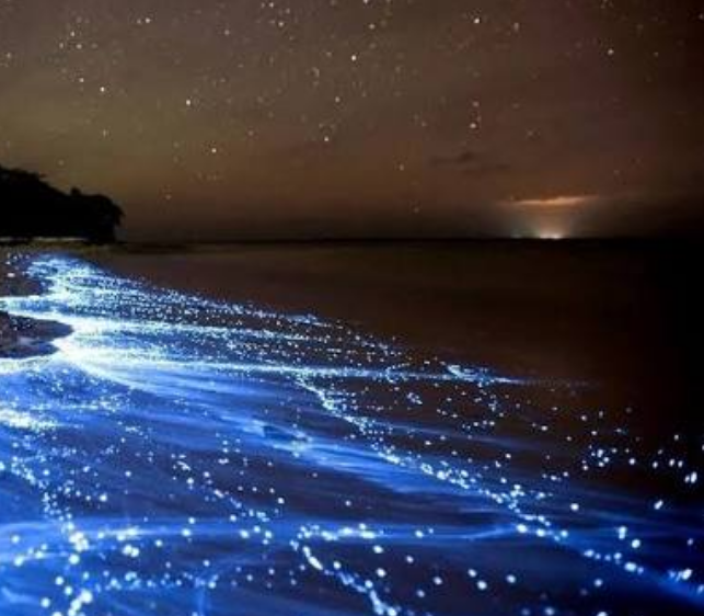 The Glittering Sea Of Stars Vaadhoo Maldives Steemit