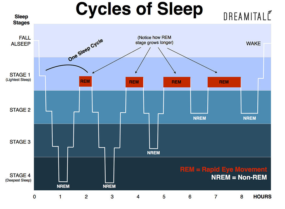 Rem Cycle Chart
