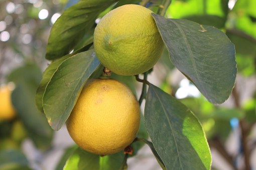 lemons-1197985__340.jpg