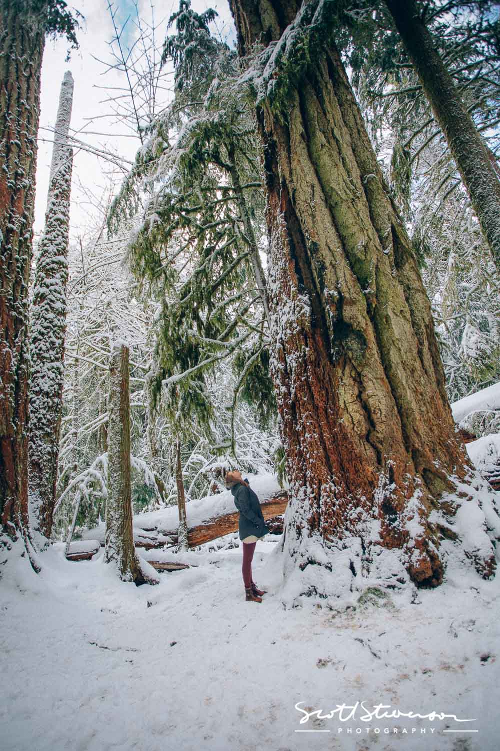 Cathedral Grove-7.jpg