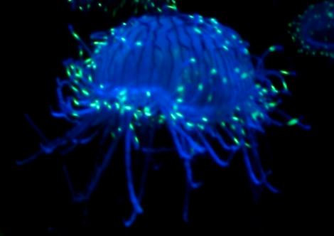 glowinthedark2.JPG