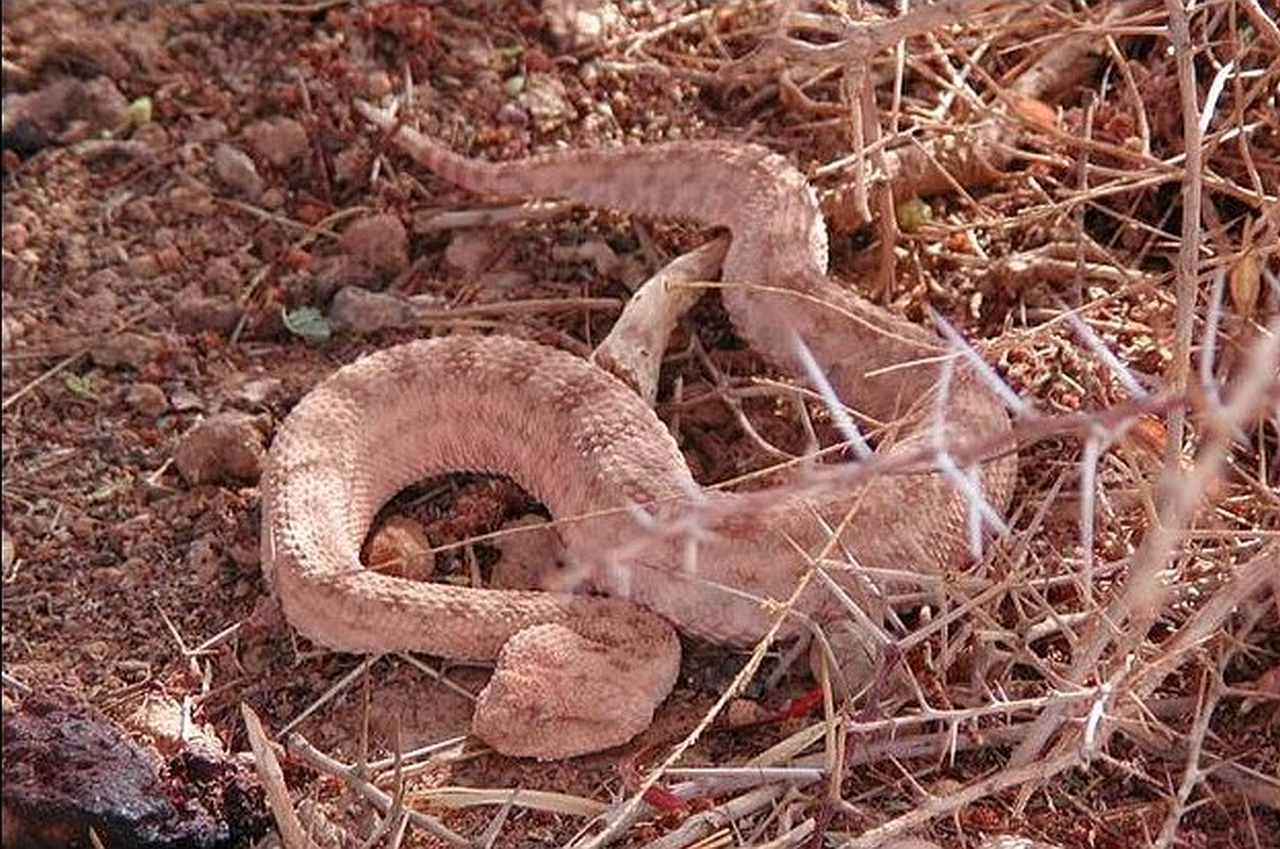 Horned Viper.png