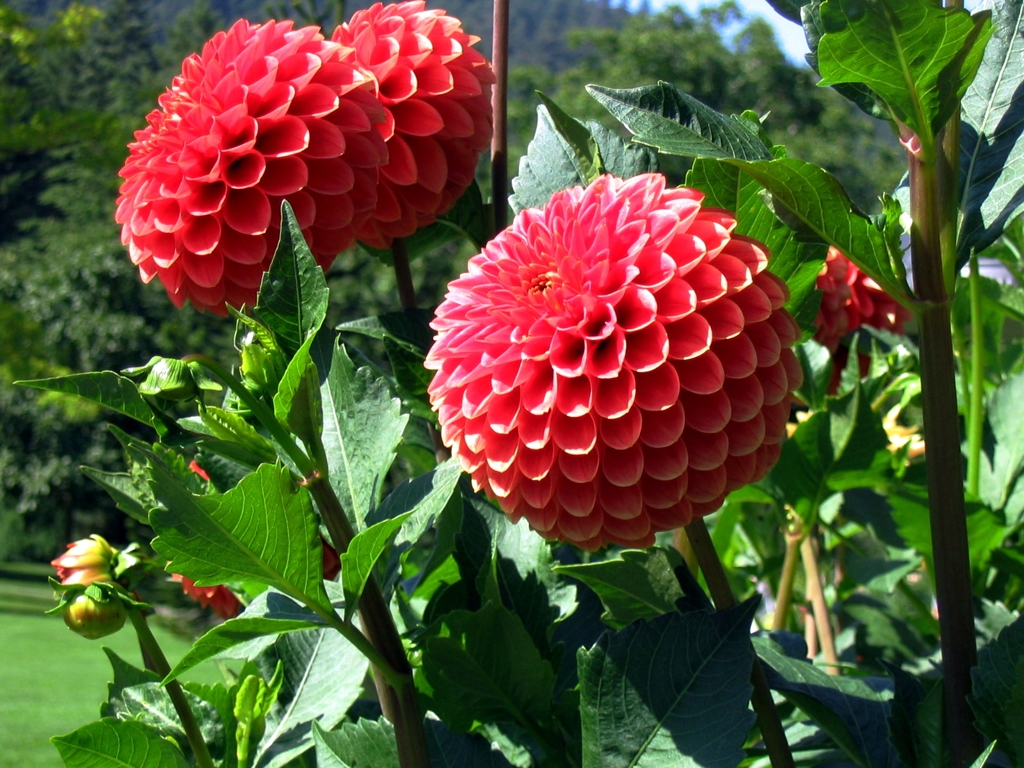 Victoria_Dahlias (1).jpg