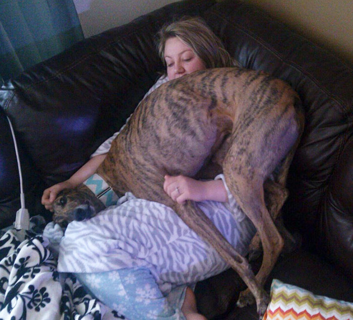 post-pictures-of-large-dogs-that-still-think-theyre-lap-dogs-103-5996ceea9f4ce__700.jpg