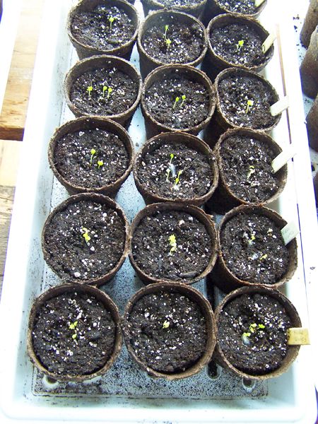 Kale seedlings up crop March 4 2015.jpg