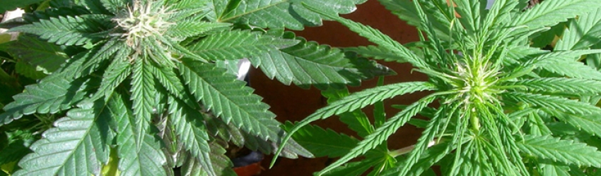 Types-Of-Marijuana-Sativa-Indica-and-Ruderalis-850x250.jpg