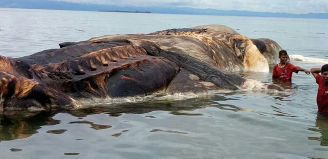 Squid Giant Squid washed up on the shores of this Make a scene. Like this Photo Photo.jpg