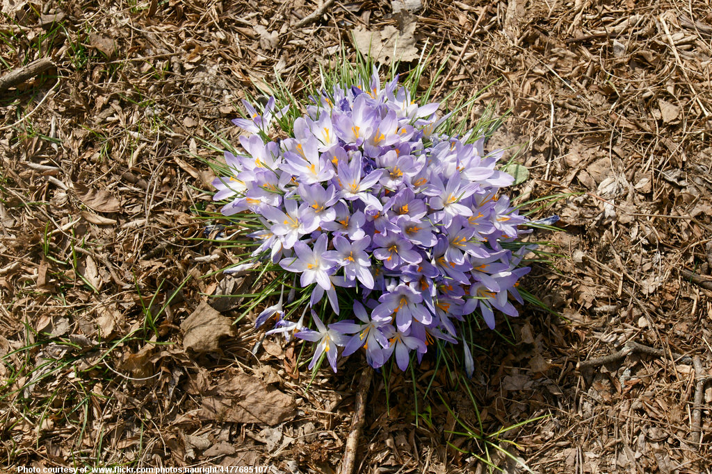 BunchOfPurpleWildflowers-001-032418.jpg